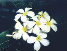 Plumerias